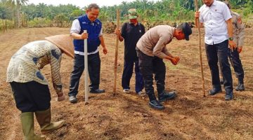 Gotong Royong di Lahan Sempit, Kapolsek Kampar Kiri Hilir Tanam Jagung Ramoro Bersama Warga